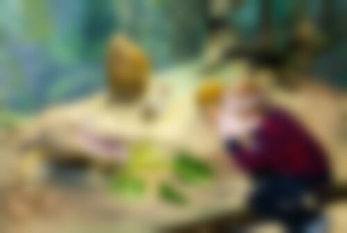 Квест Как Пушистик хвост потерял